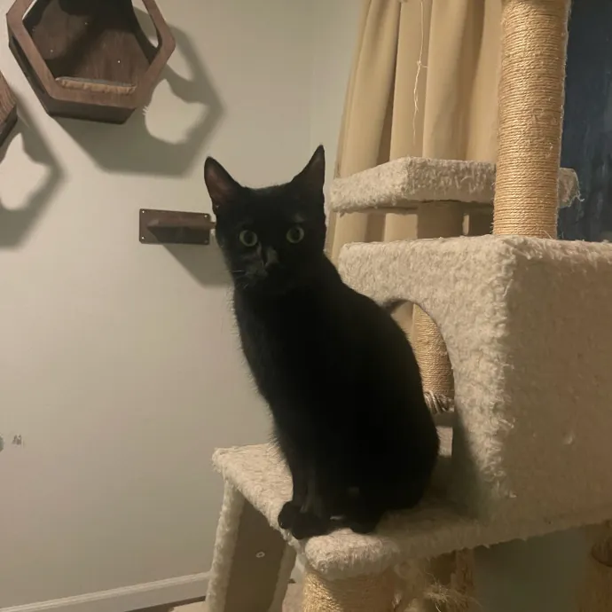 Crazy Cat Mom Of 6 At Your Service