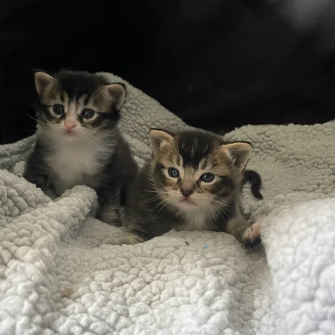 Crazy Cat Mom Of 6 At Your Service