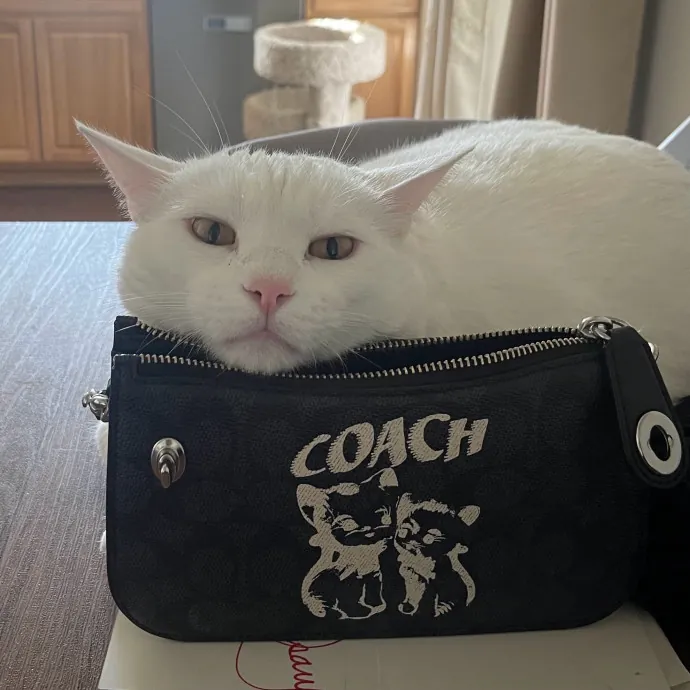 Crazy Cat Mom Of 6 At Your Service