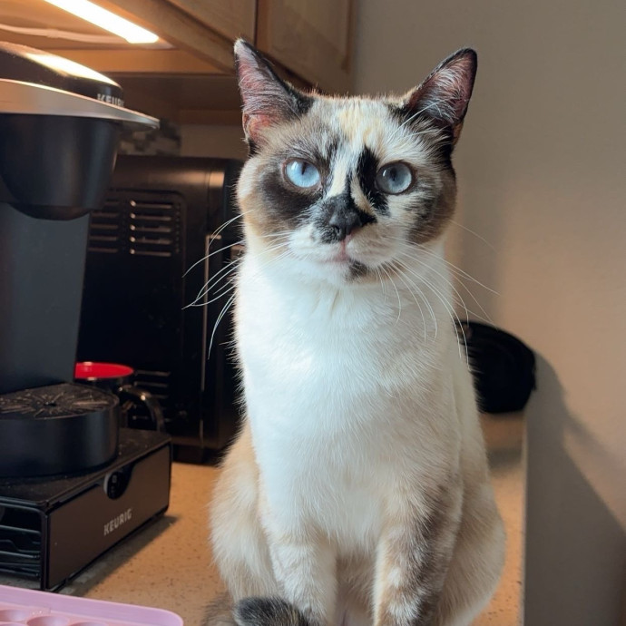 Crazy Cat Mom Of 6 At Your Service