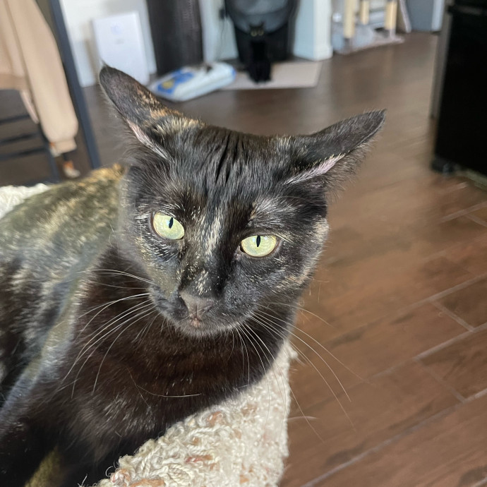 Crazy Cat Mom Of 6 At Your Service photo 3