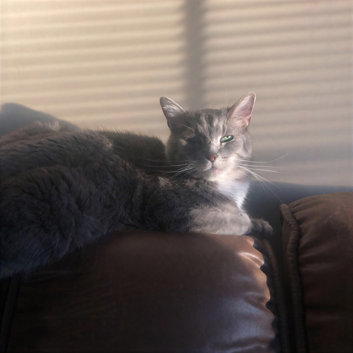 Cat Sitting With Kennedy