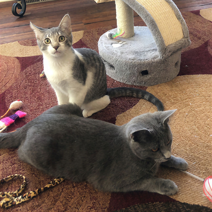 Cat Sitting With Kennedy photo 3