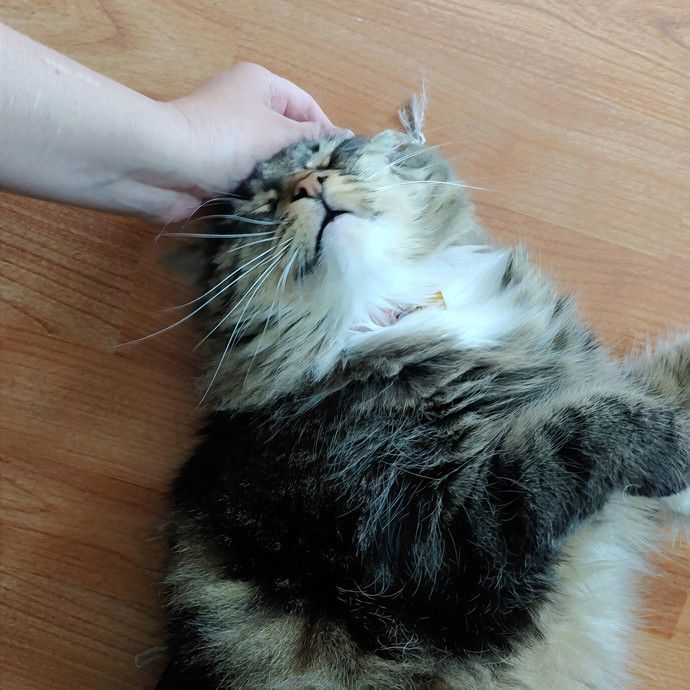 Professional Cat Whisperer