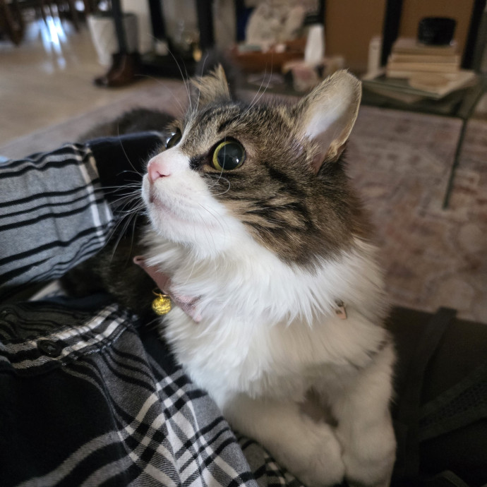 Professional Cat Whisperer