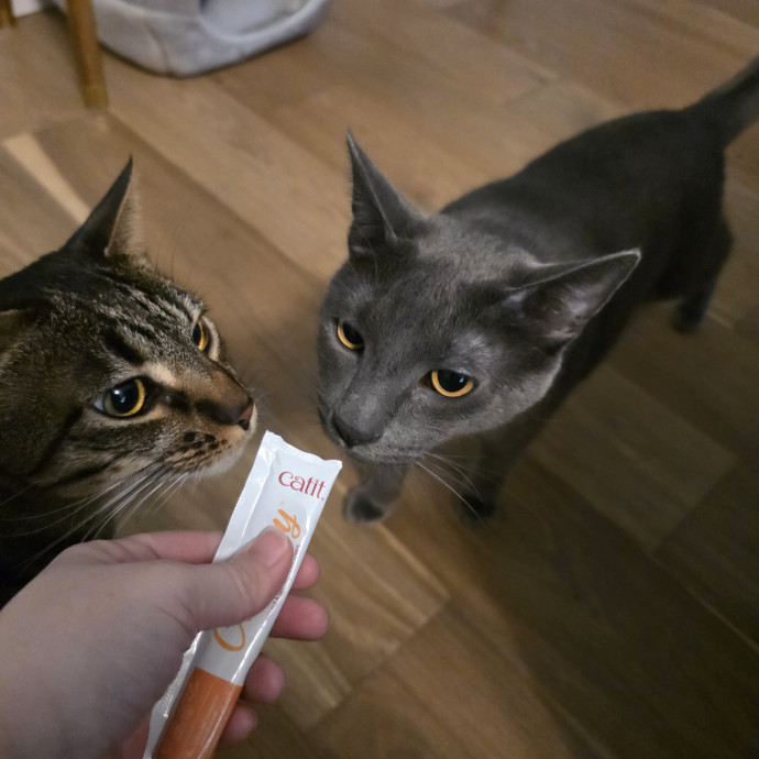 Professional Cat Whisperer photo 2