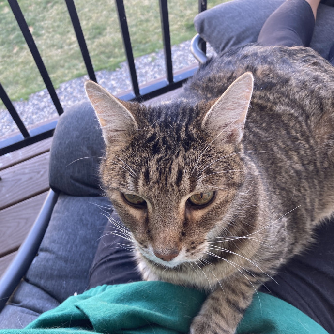 Trusted Cat Sitter photo 2