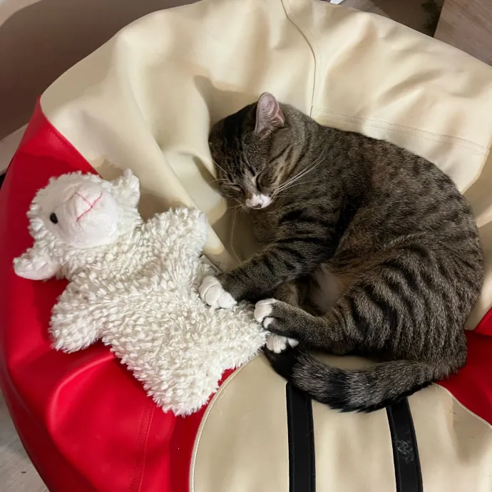 Caring Cat Sitterreliable  Loving Care