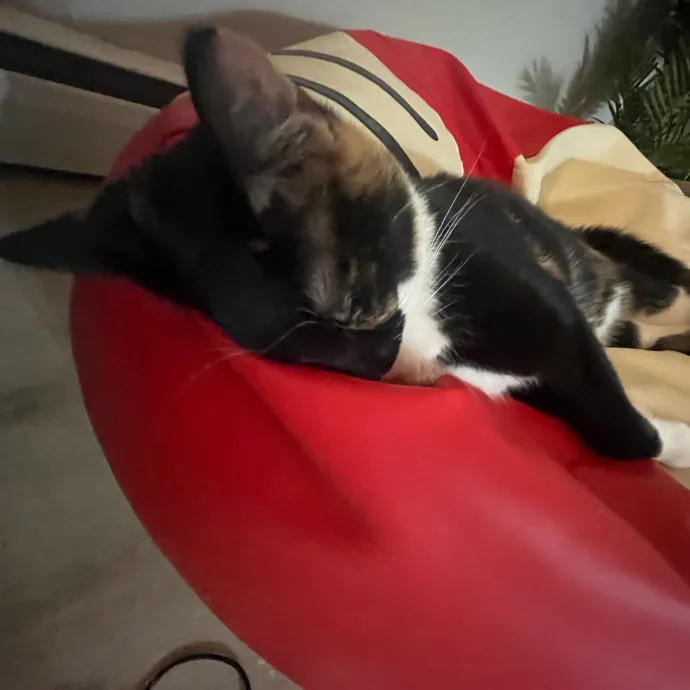 Caring Cat Sitterreliable  Loving Care