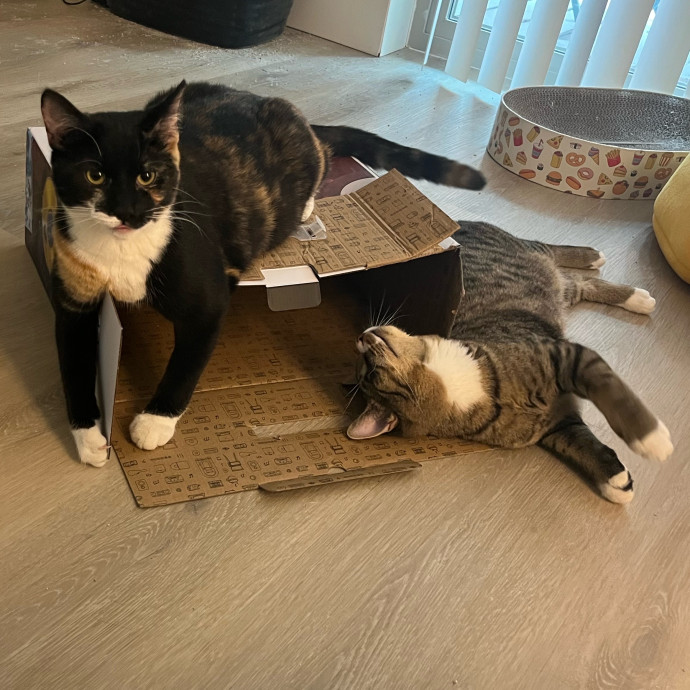 Caring Cat Sitterreliable  Loving Care