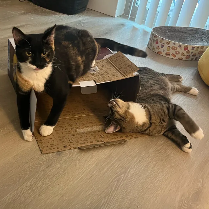 Caring Cat Sitterreliable  Loving Care