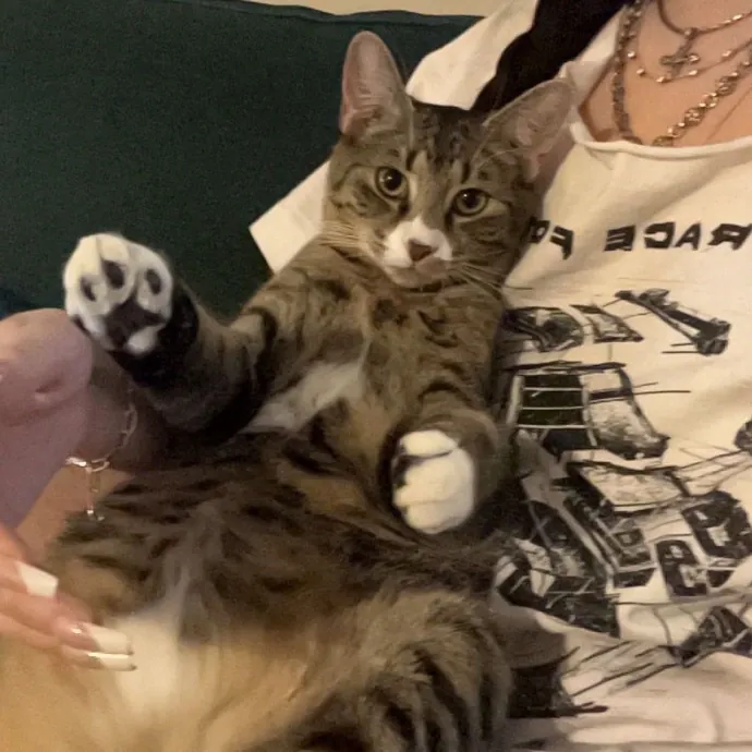 Caring Cat Sitterreliable  Loving Care