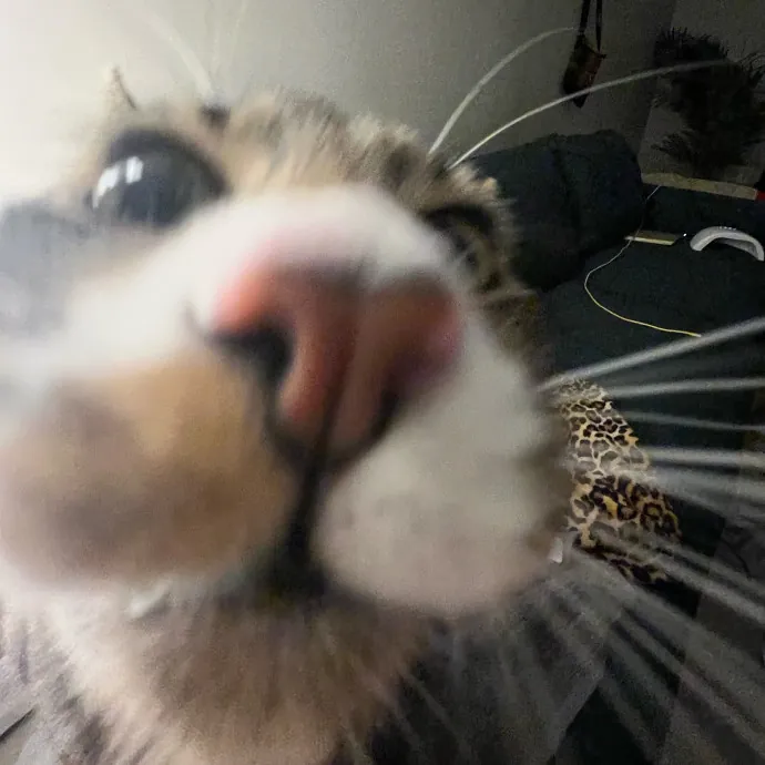 Caring Cat Sitterreliable  Loving Care