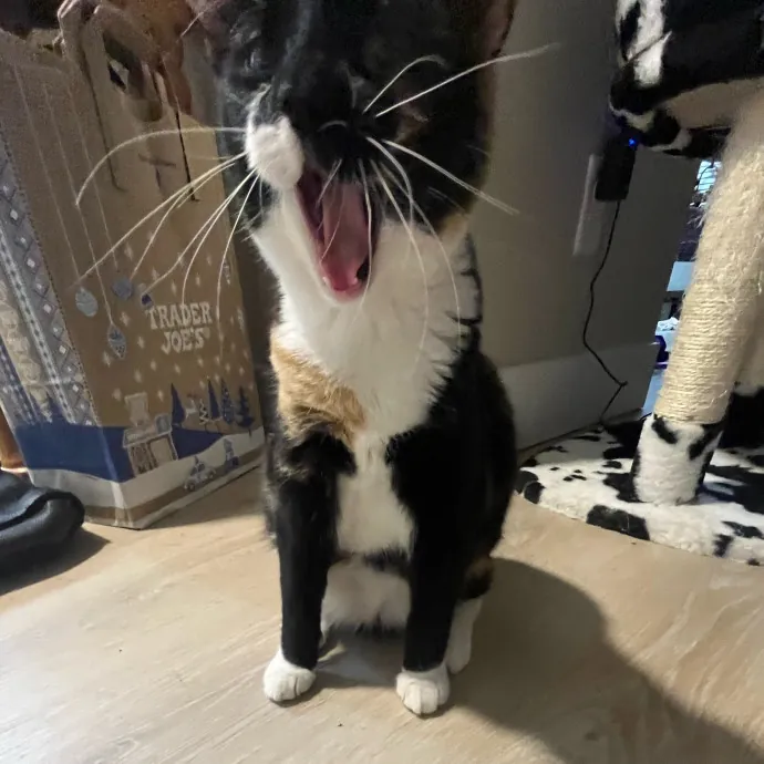 Caring Cat Sitterreliable  Loving Care