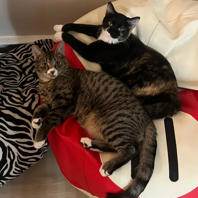 Caring Cat Sitterreliable  Loving Care
