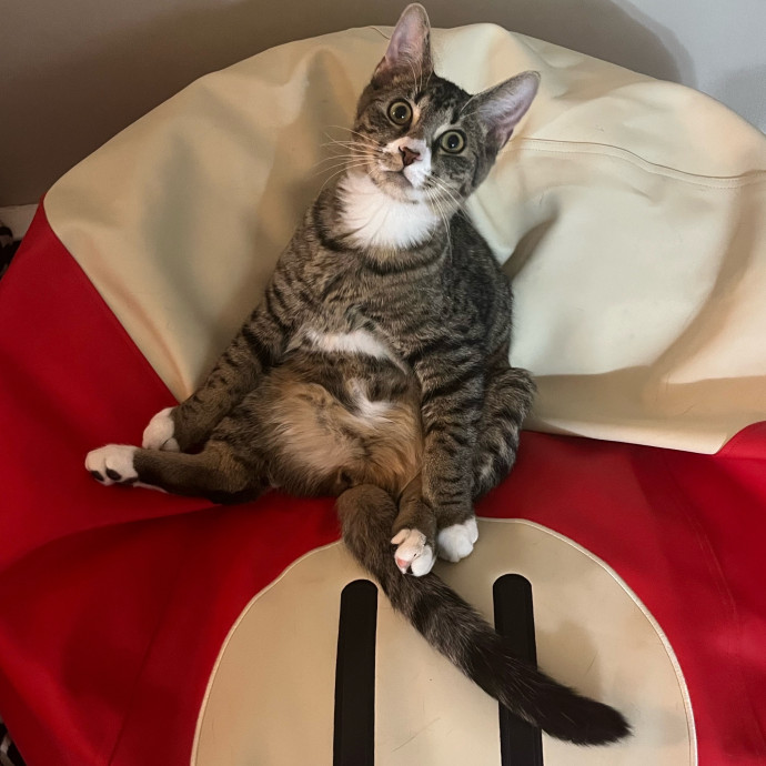 Caring Cat Sitterreliable  Loving Care