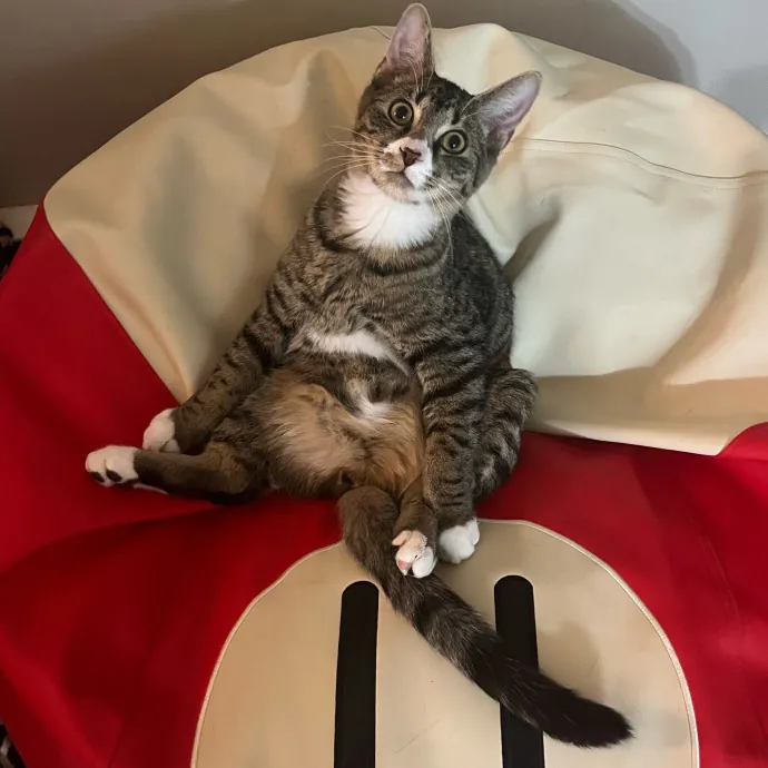 Caring Cat Sitterreliable  Loving Care
