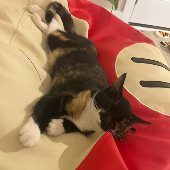 Caring Cat Sitterreliable  Loving Care