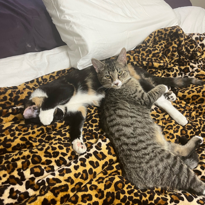 Caring Cat Sitterreliable  Loving Care