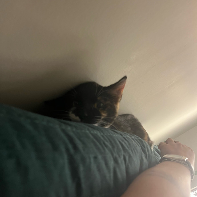 Caring Cat Sitterreliable  Loving Care