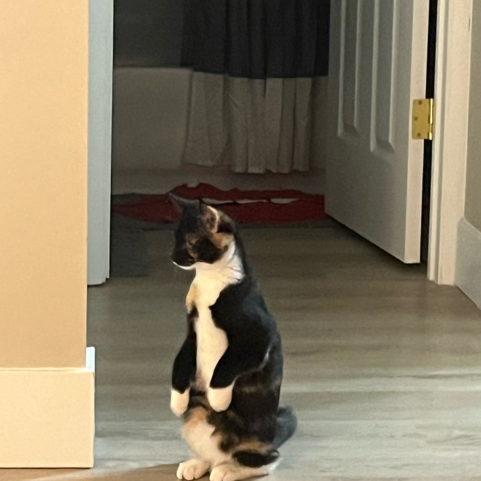 Caring Cat Sitterreliable  Loving Care