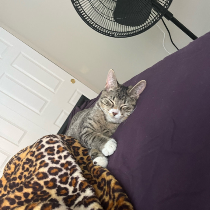 Caring Cat Sitterreliable  Loving Care photo 3