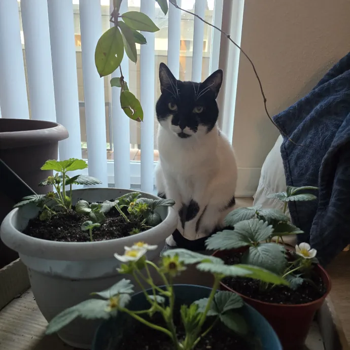 Cats Of All Kinds Welcome