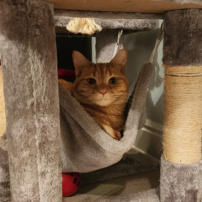 Cats Of All Kinds Welcome