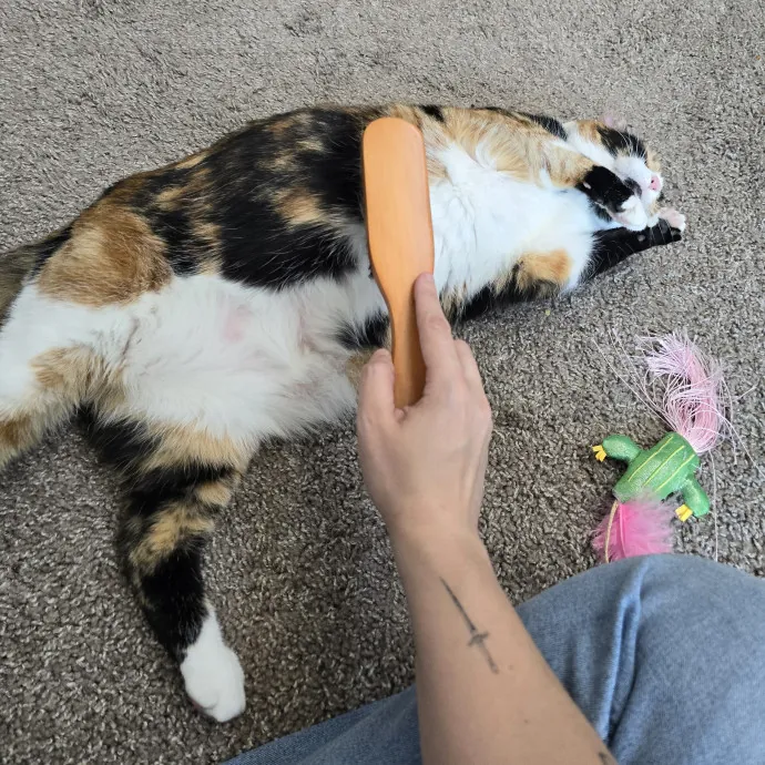 Cats Of All Kinds Welcome