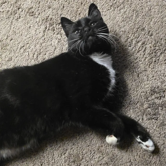 Cats Of All Kinds Welcome