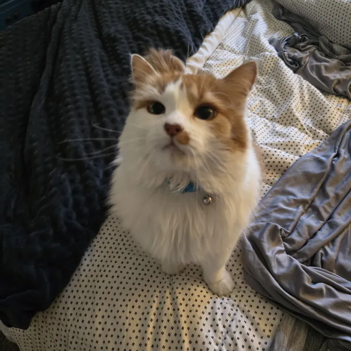 Cats Of All Kinds Welcome