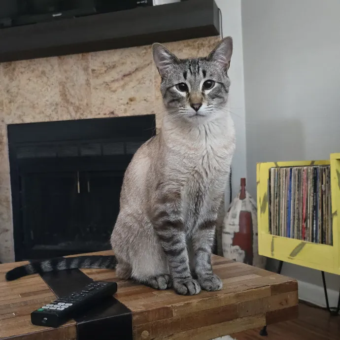 Cats Of All Kinds Welcome