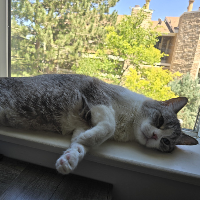 Cats Of All Kinds Welcome