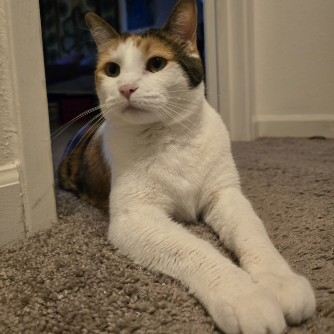 Cats Of All Kinds Welcome