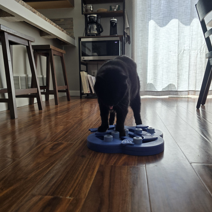 Cats Of All Kinds Welcome
