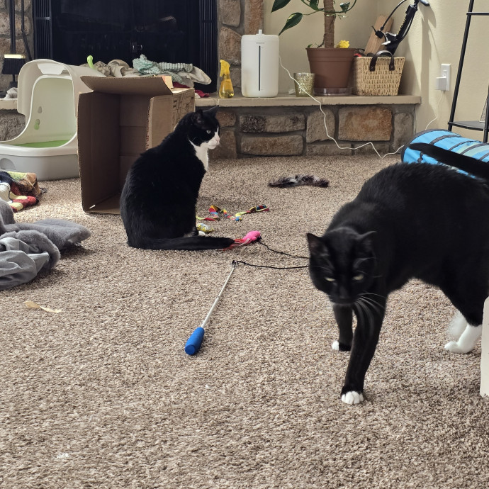 Cats Of All Kinds Welcome photo 2