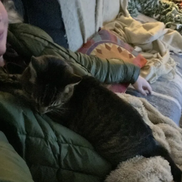 Experienced  Responsible Catsitter photo 2