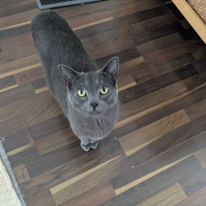 Playtime Purrs And Peace Of Mind
