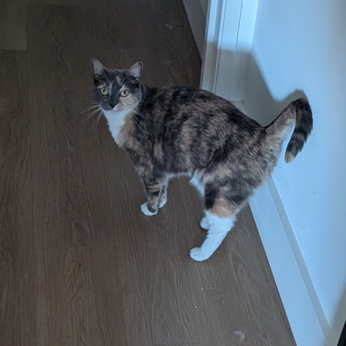 Playtime Purrs And Peace Of Mind