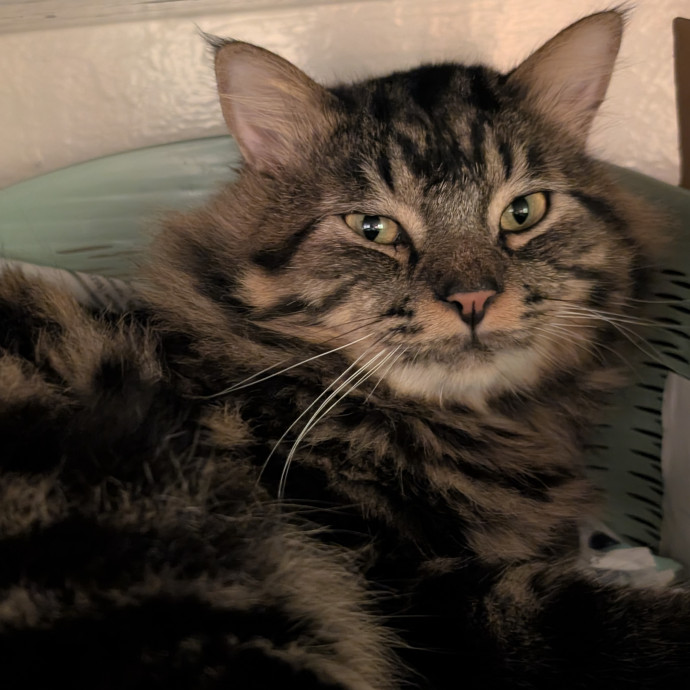 Playtime Purrs And Peace Of Mind