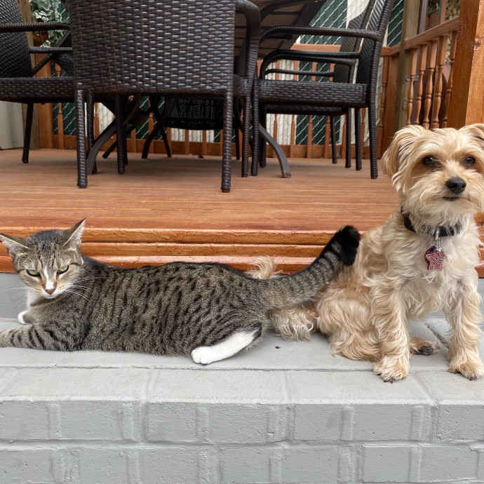 Cat Lover