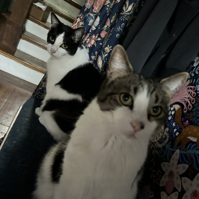 Cat Lover