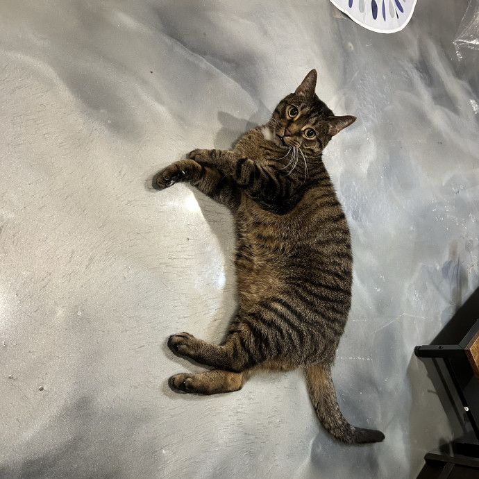 Cat Lover