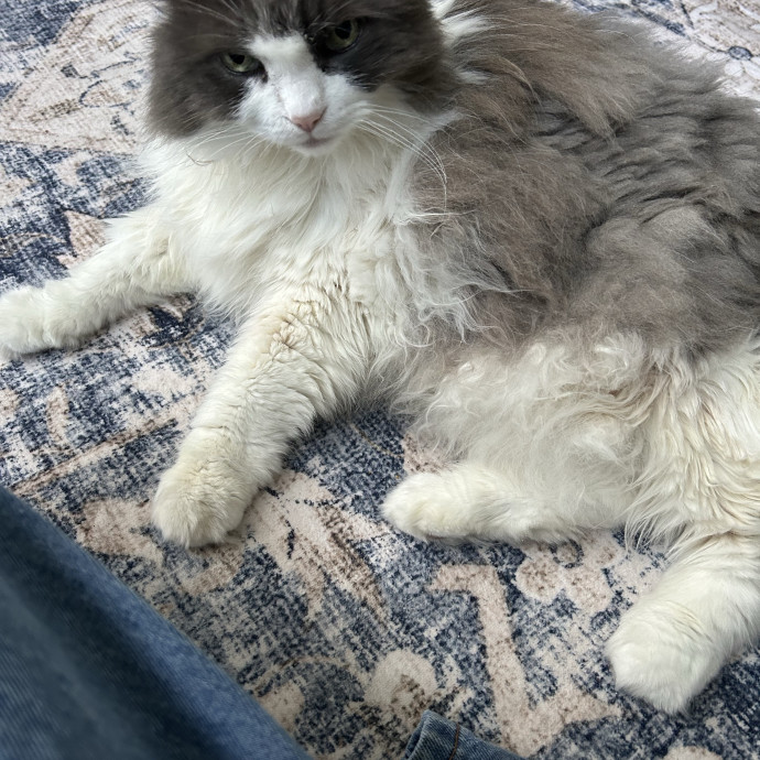 Retired Lifelong Cat Lover photo 3