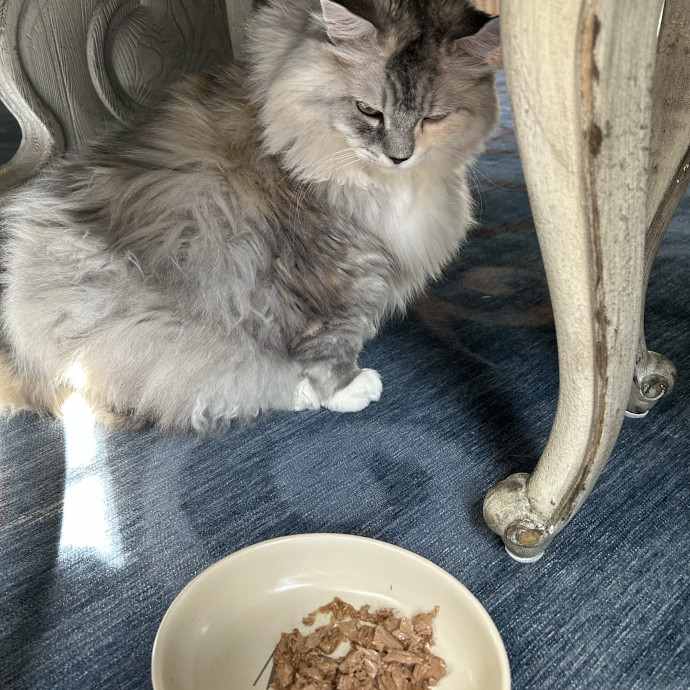 Retired Lifelong Cat Lover photo 2