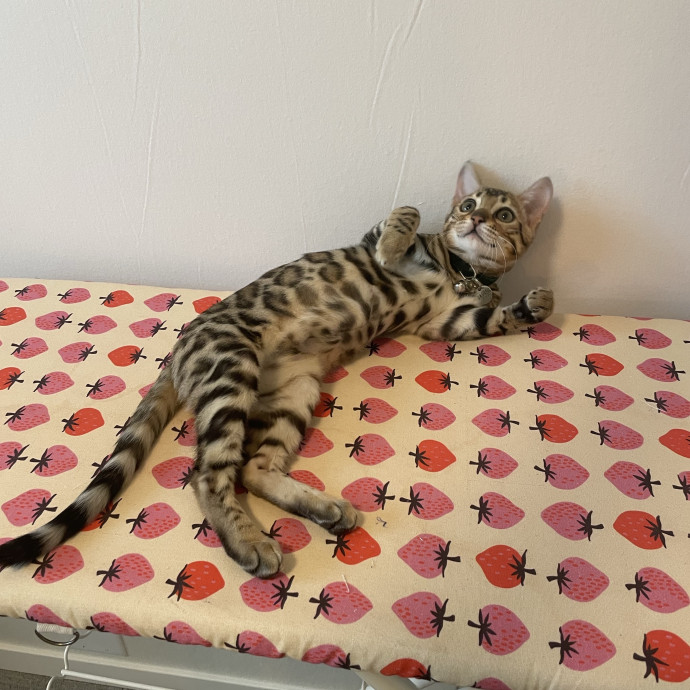 Trusted Care For Complex Cats