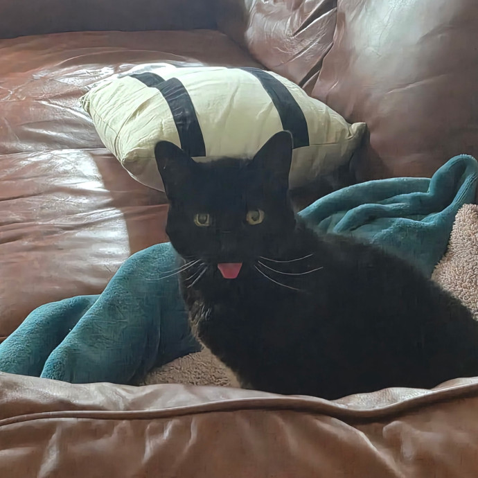 Trusted Care For Complex Cats