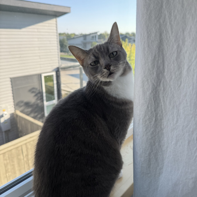 Trusted Care For Complex Cats photo 3