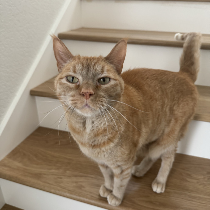 Trusted Care For Complex Cats photo 2
