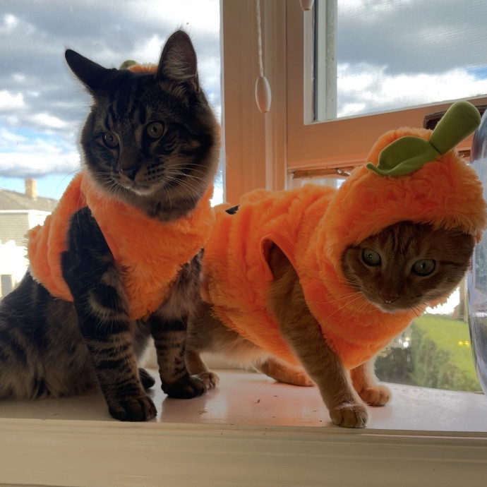 Cat Mom Of 3 And Your Kitty's New Bff
